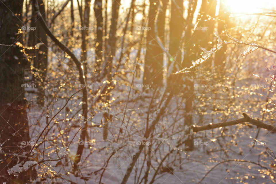 Frozen tree crisp air ice cold