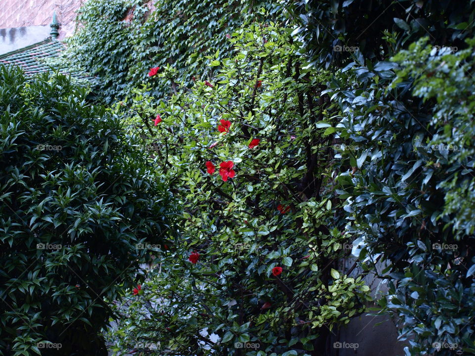 Hibiscus and Laurel