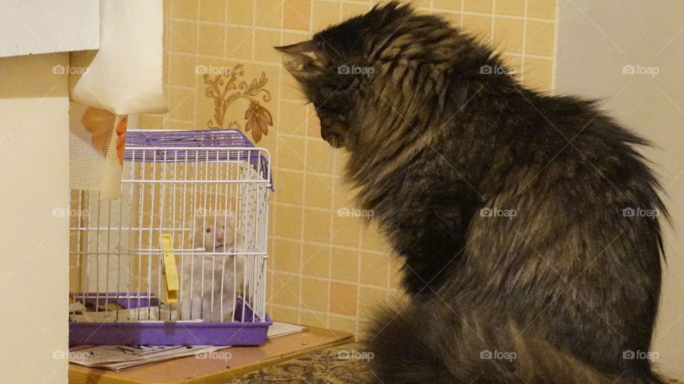 cat , mouse , animal