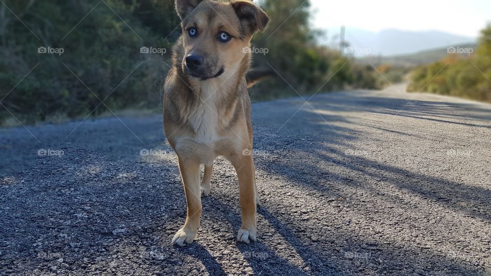 A dog on the road