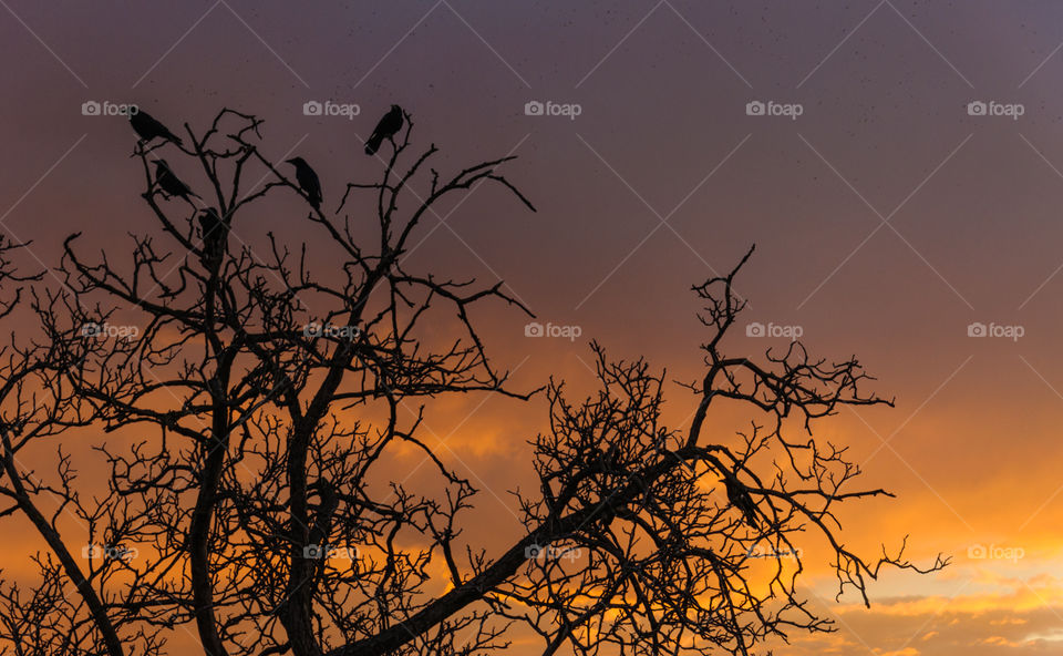 Dusk crows