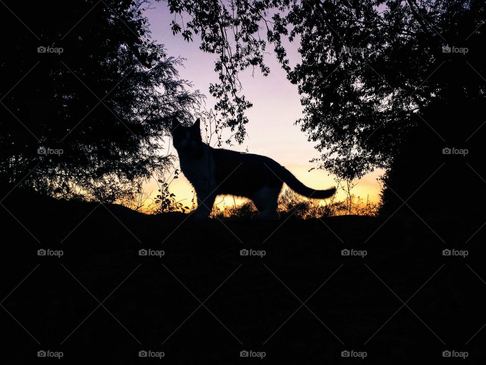 A cat in silhouette on a hill surrounded by trees at sunset