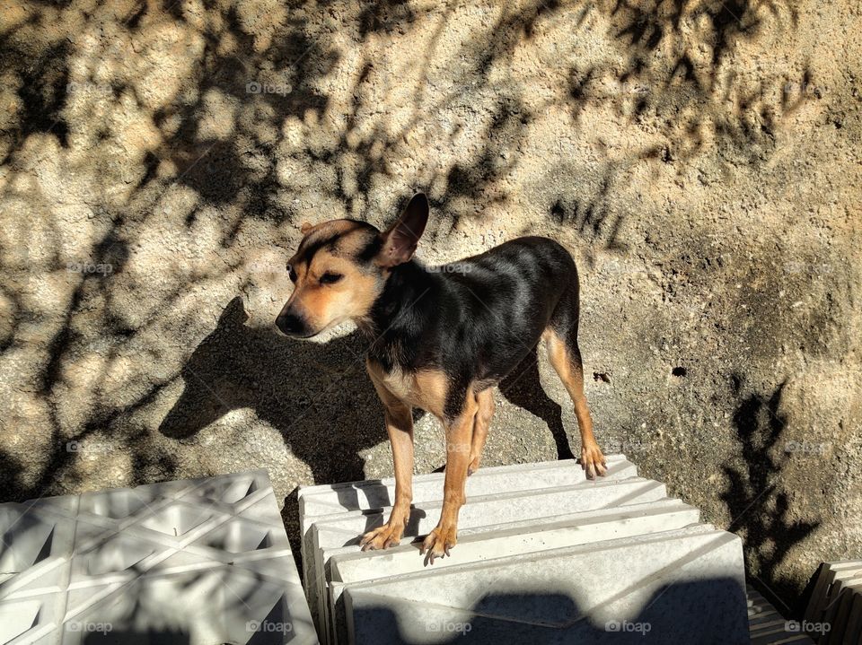 the pinscher's shadow