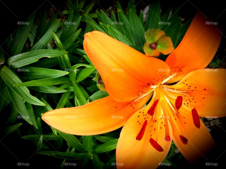 Nature. Tiger Lily Orange