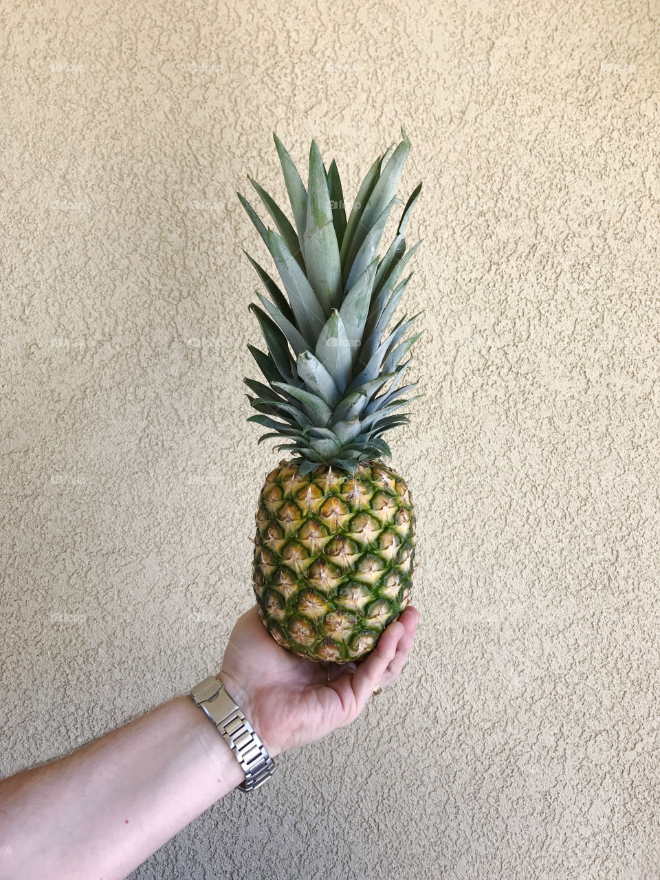 A hand holding a medium size pineapple on the porch!