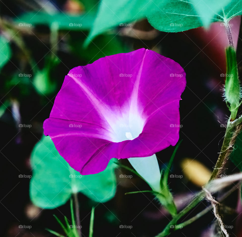 Portrait of plant - Japanese morning glory flower