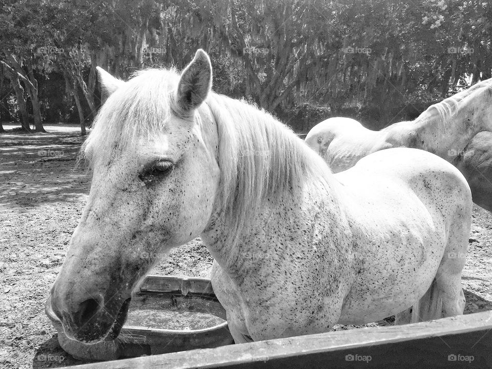 White horses in a corral at a ranch