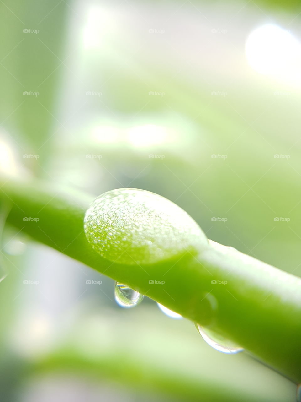 Macro water drop particles  
xerophyte plant