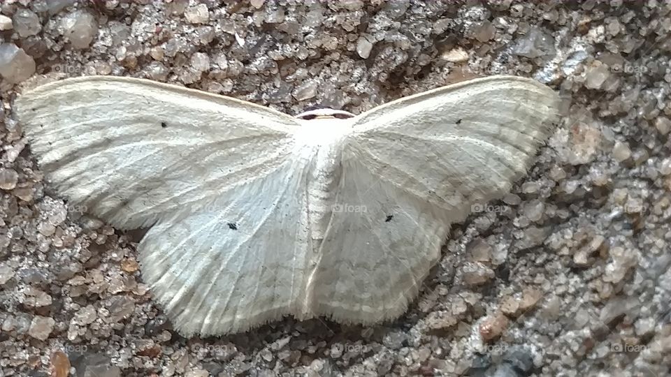 moth