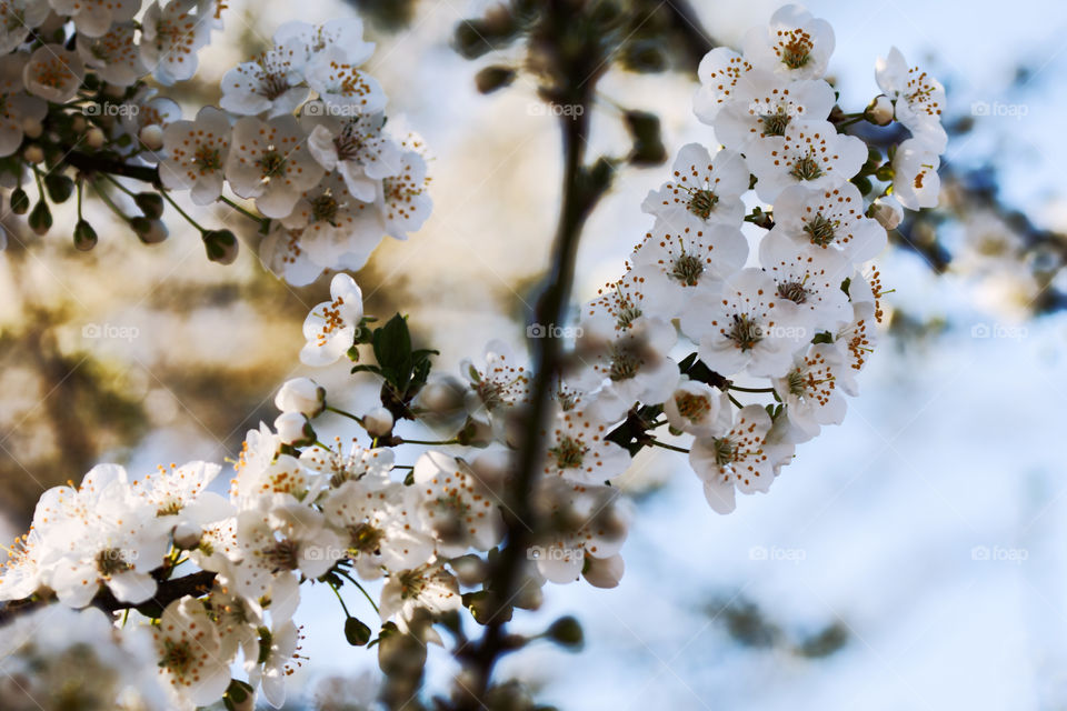 Beautiful white spring blossom