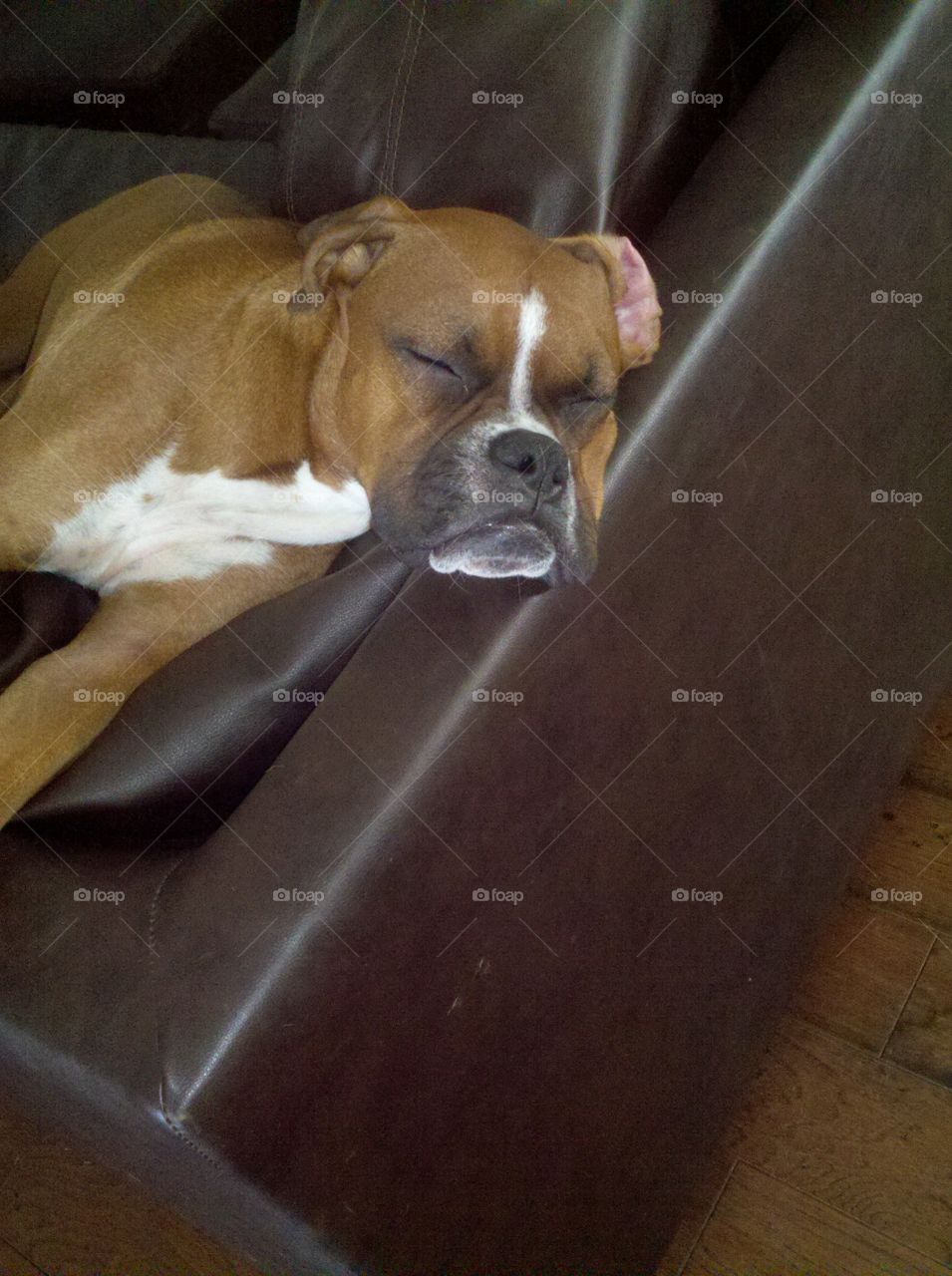 Sleeping Boxer