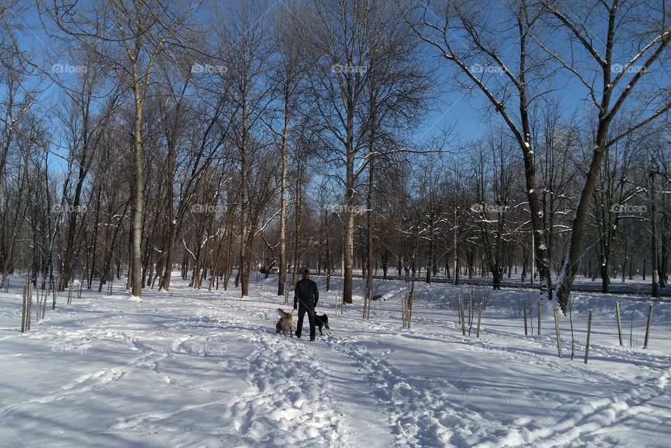 men walking with dogs winter time