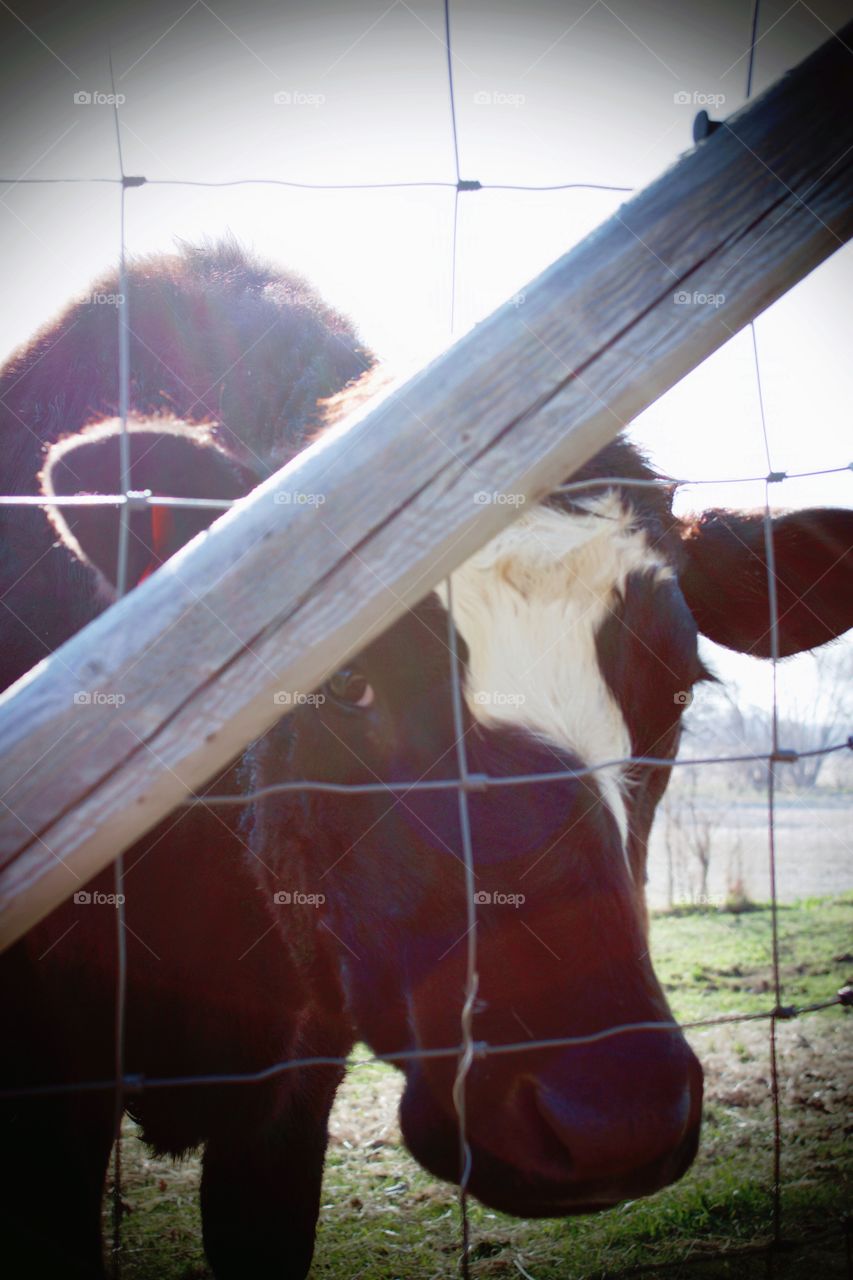 Curious steer peeking through a wire fence with bright, early spring sunlight streaming behind him