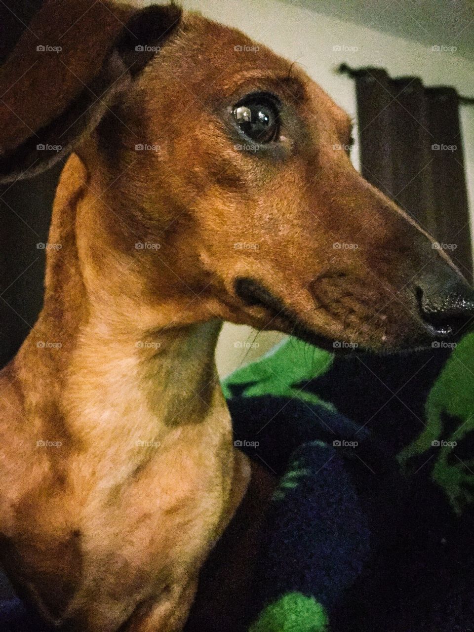 Febbie our Dachshund