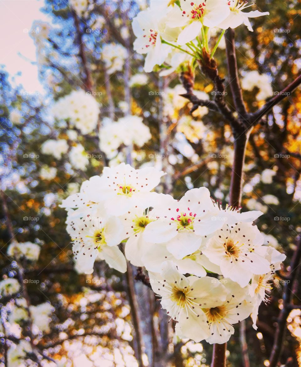 Blossoms in spring 