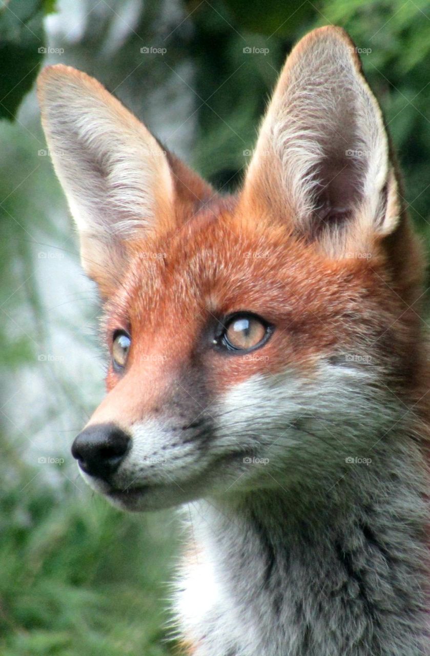 portrait of a fox 🦊