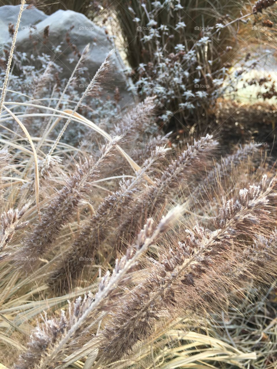 Frost on grass