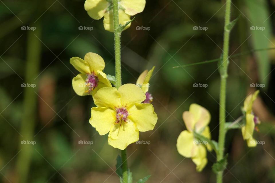 Yellow flowers close up 