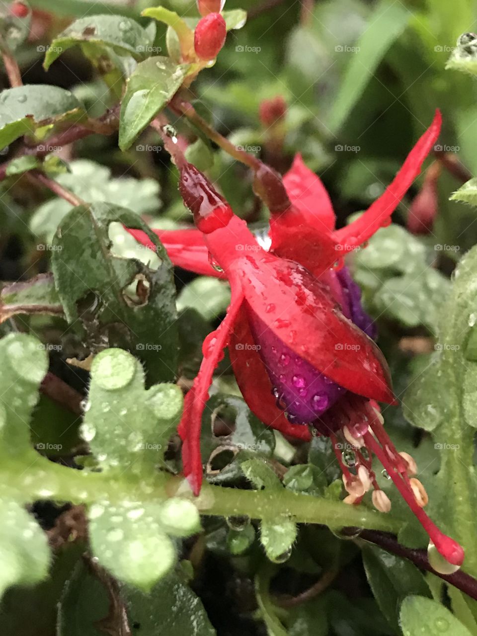 Raindrops on red flower plant