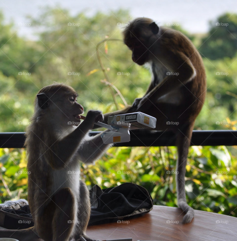 monkey smoking cut cigarette by irallada