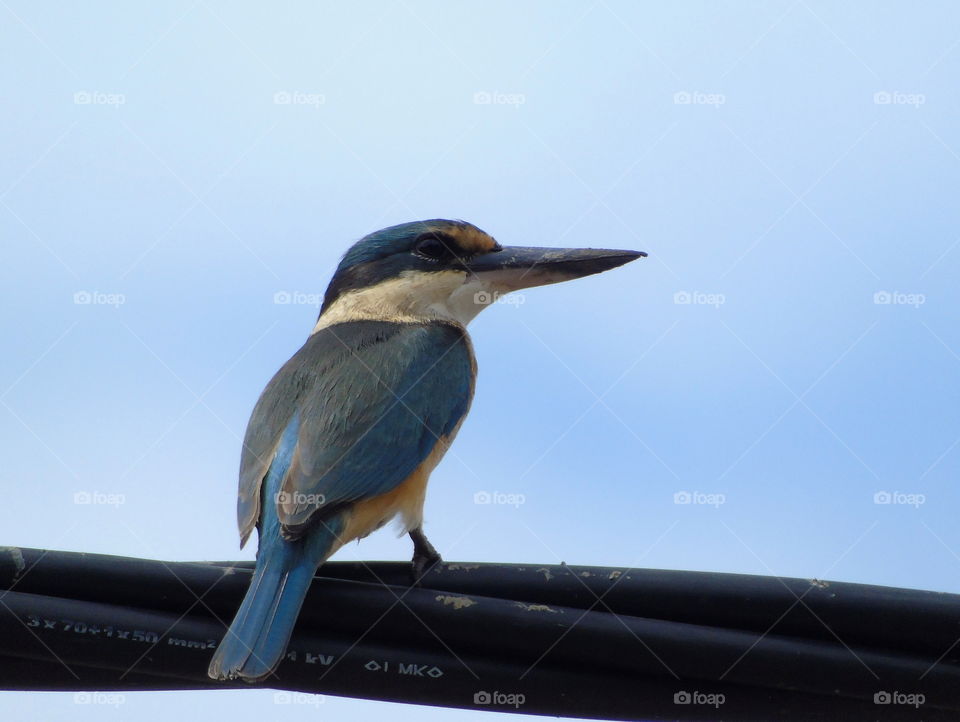 Sacred kingfisher . More brown in light colouring than the sacred one at the side of estuarya mud plots. This sacred kingfisher captured for the lined cable metres from the district roadway.