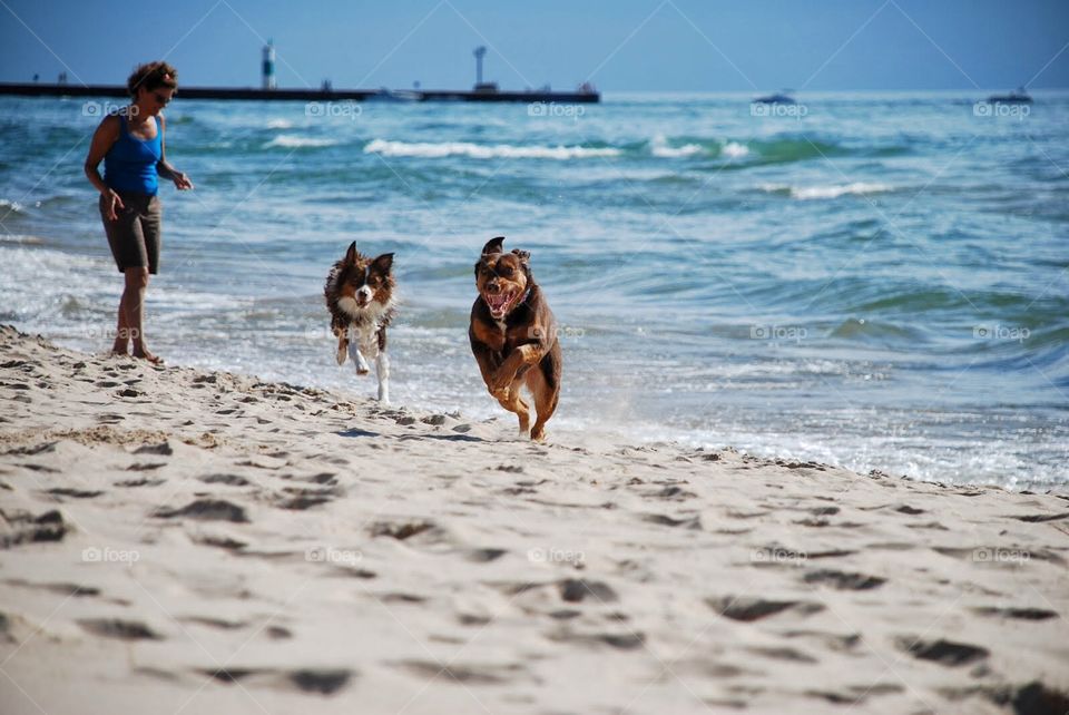 Sand scamper. Two dogs run full speed along the sandy beach of Lake Michigan 
