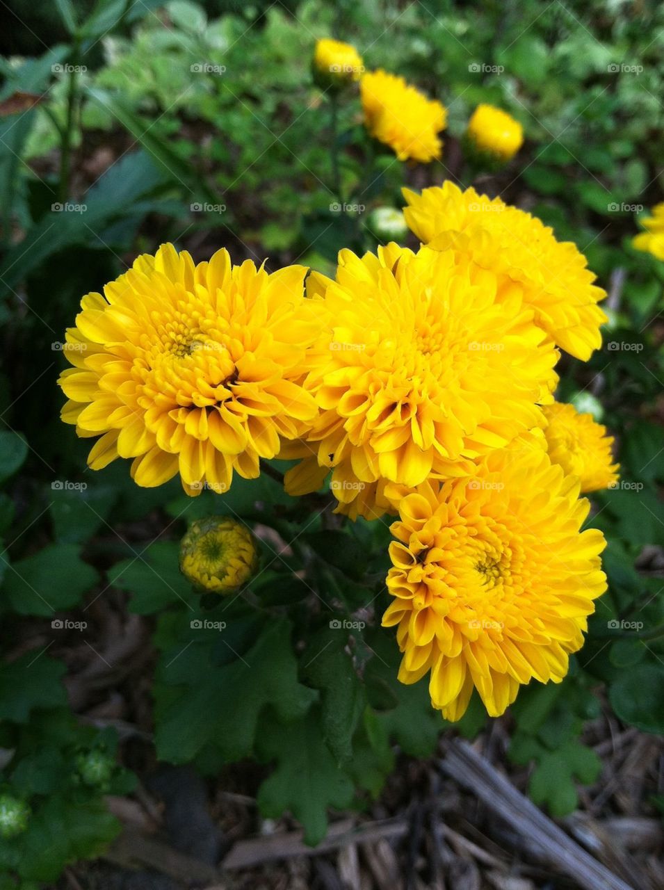 Yellow mums 
