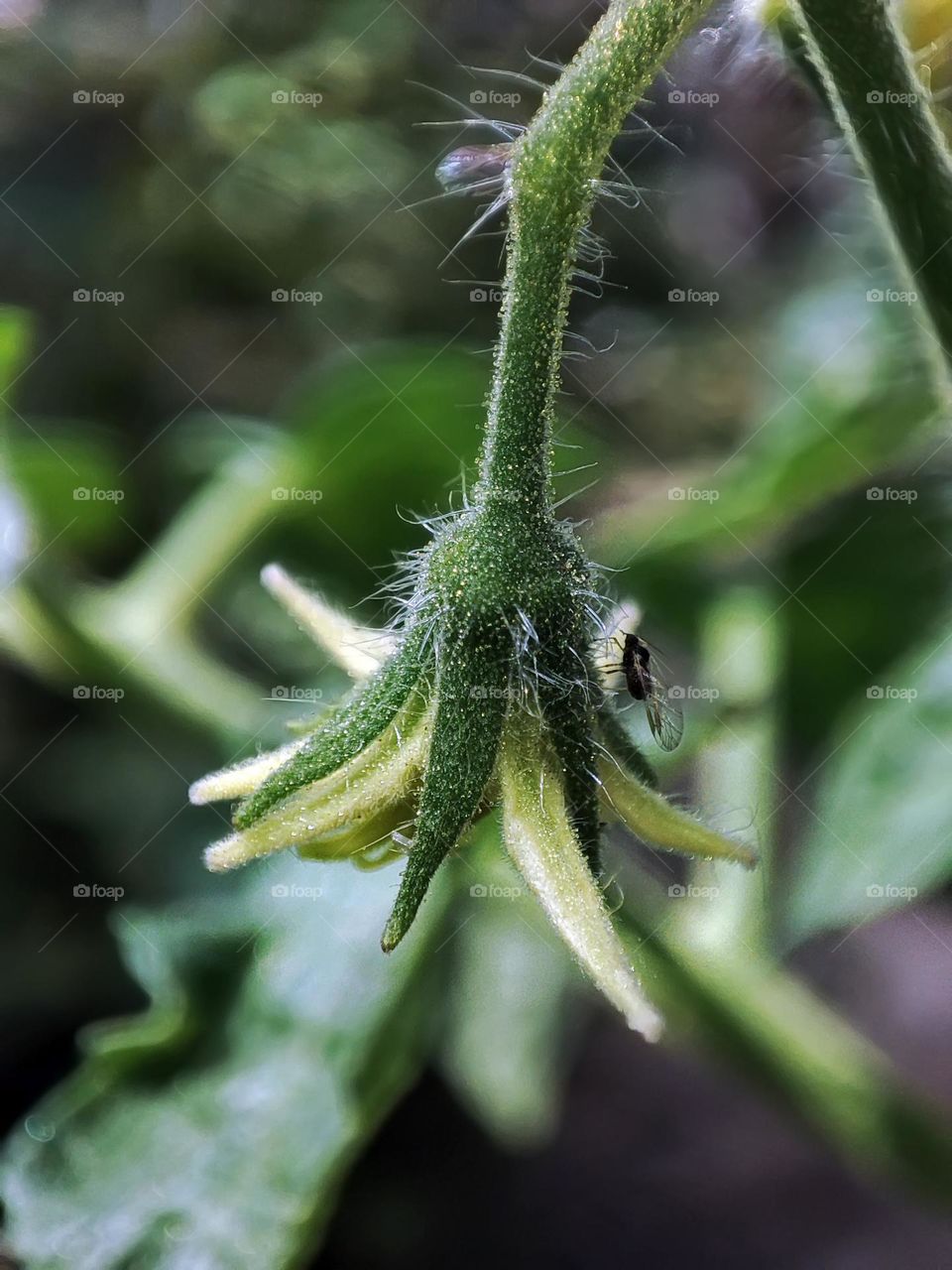 Macro photo of a flower growing in the garden