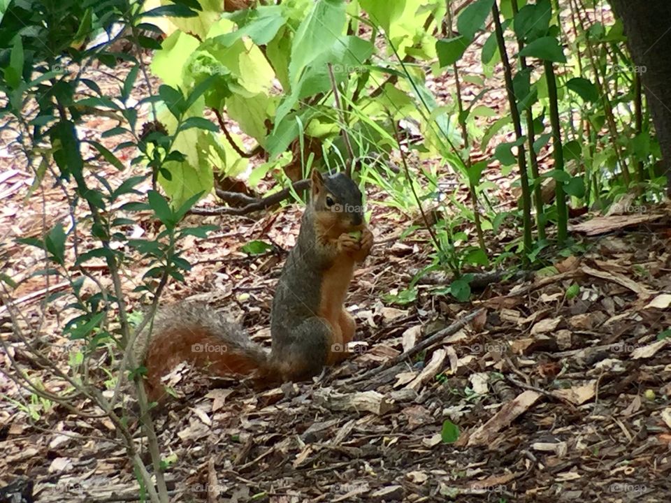 Eating Squirrel 