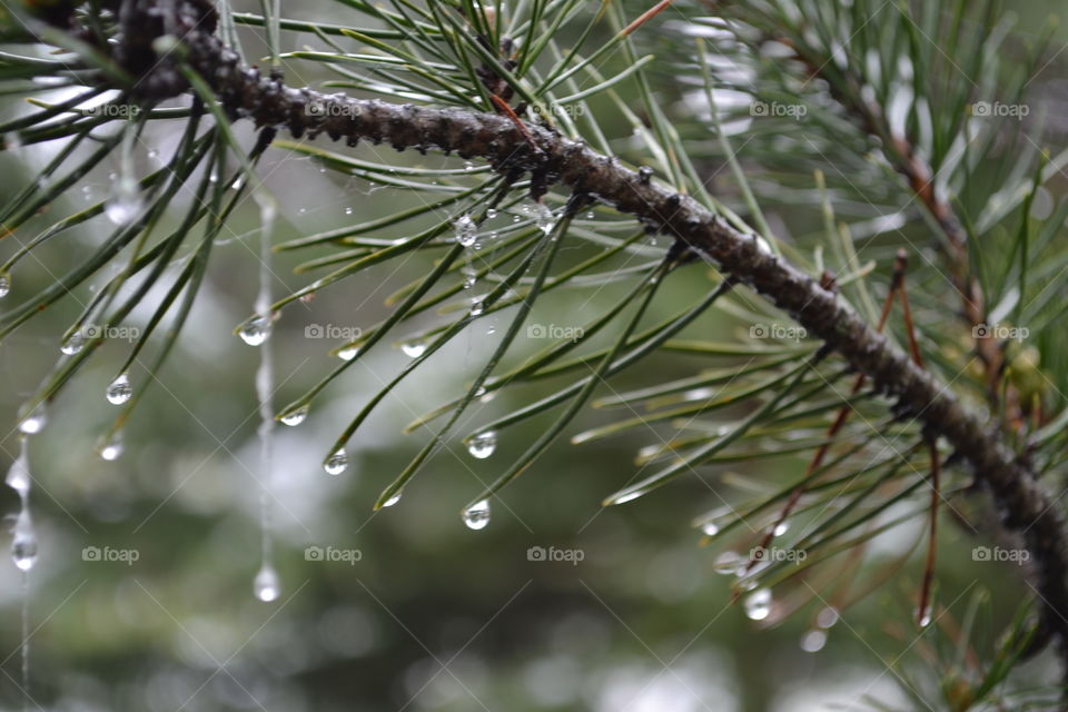Snow melting off pine tree bough in Rocky Mountain forest water droplets drip closeup 