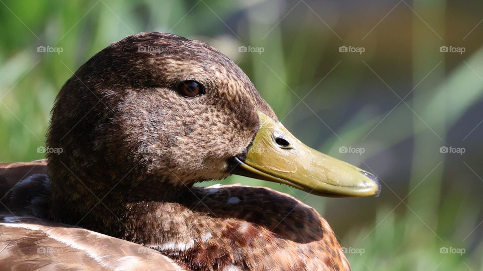 A close up of a duck