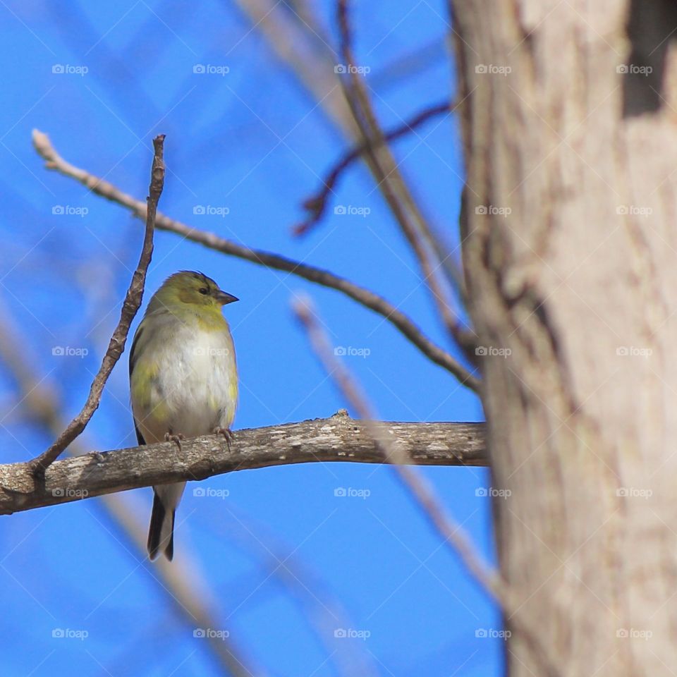 Perched 