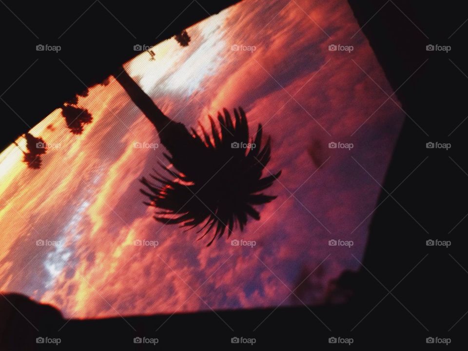 Mirror of palm tree sky