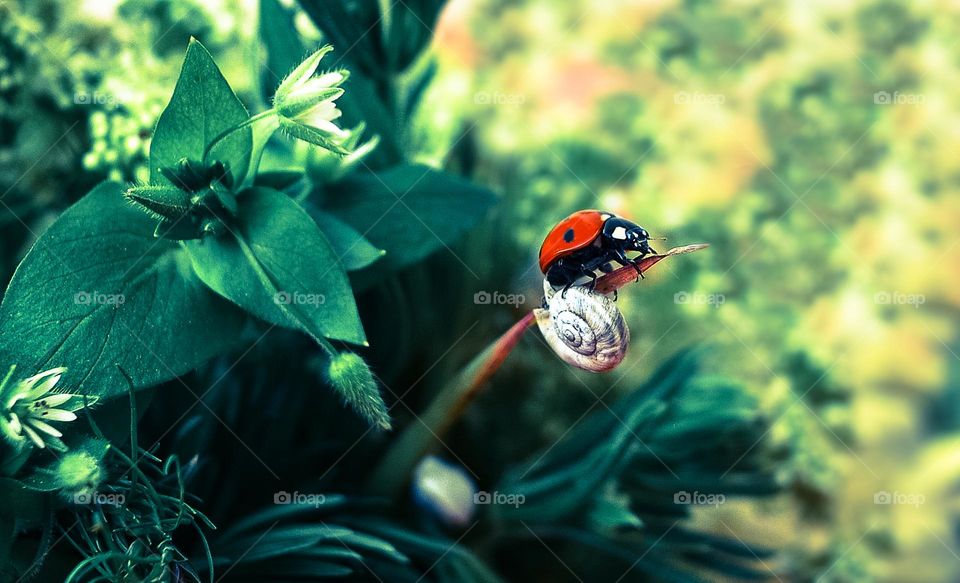 Ladybug