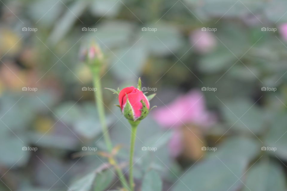 so cute rose