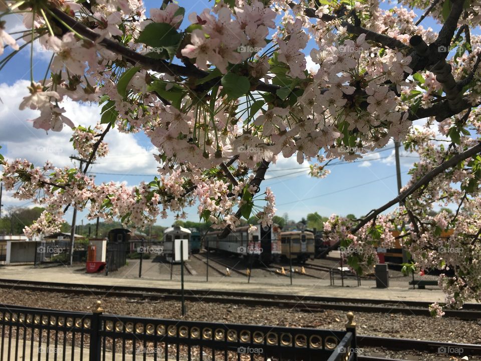 Train station and blossoms