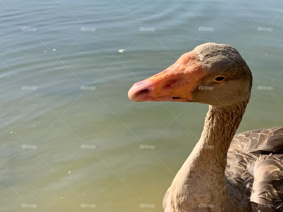 Close-up of a Duck 