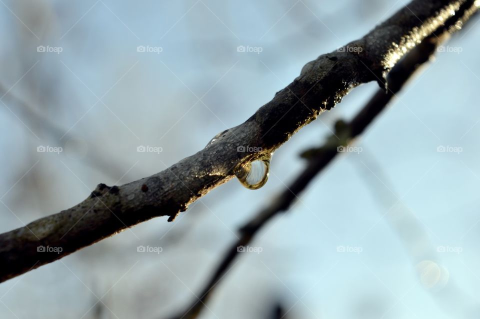Water droplet hanging from a branch in winter time
