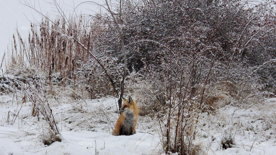 What does the fox say?