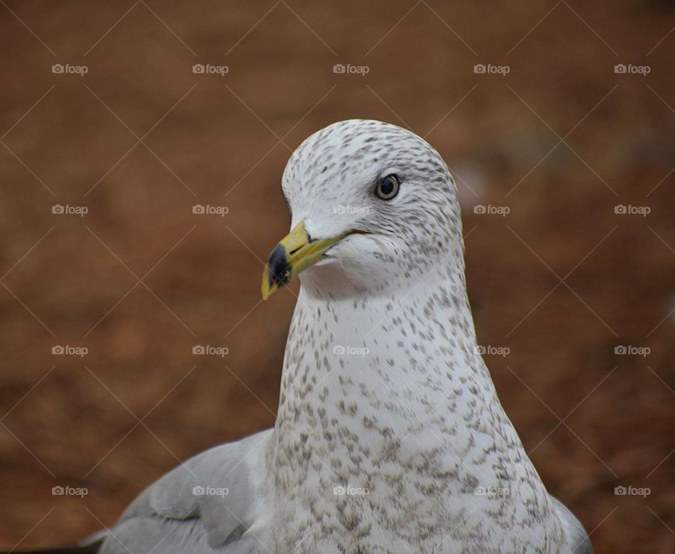 Beautiful seagull observing its environment 