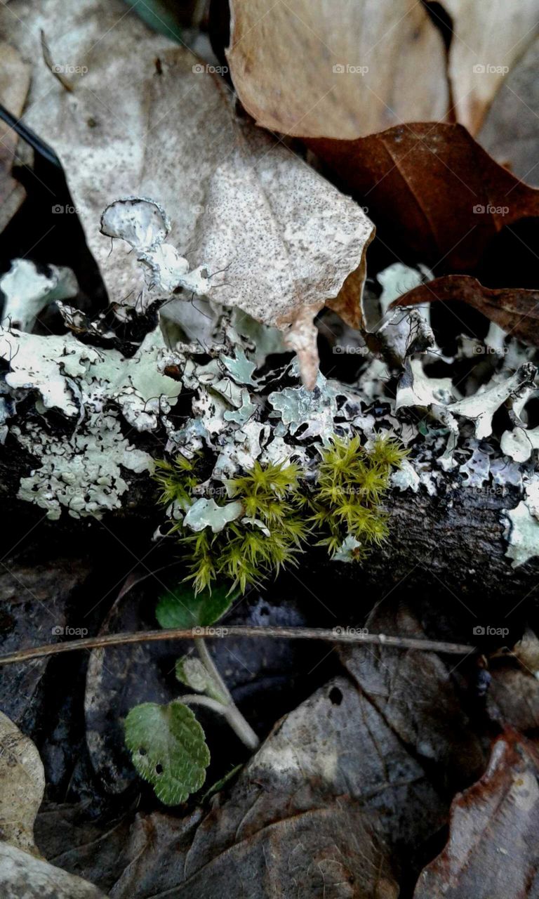 Moss & Lichen