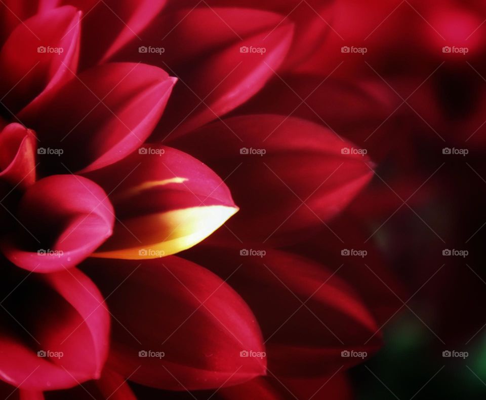 that one unique petal