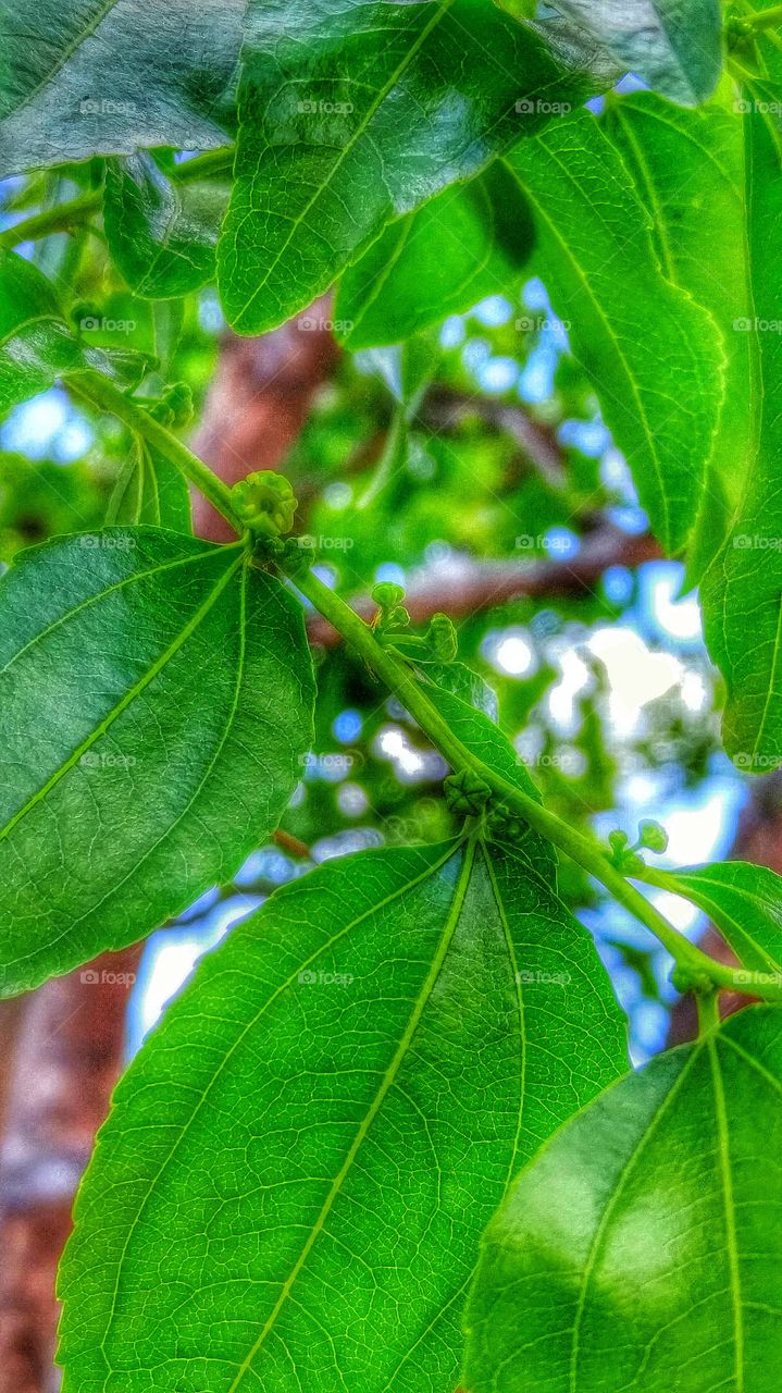 ASIAN PEAR LEAVES. Asian Pear Tree Bearing New Growth.