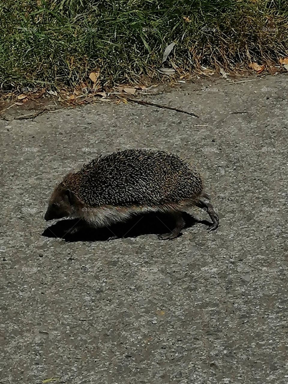 Walk of a little hedgehog
