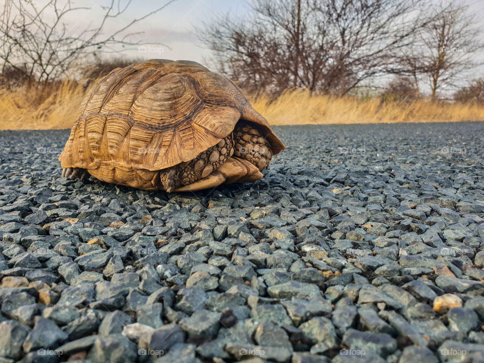 turtle hiding in it's shell