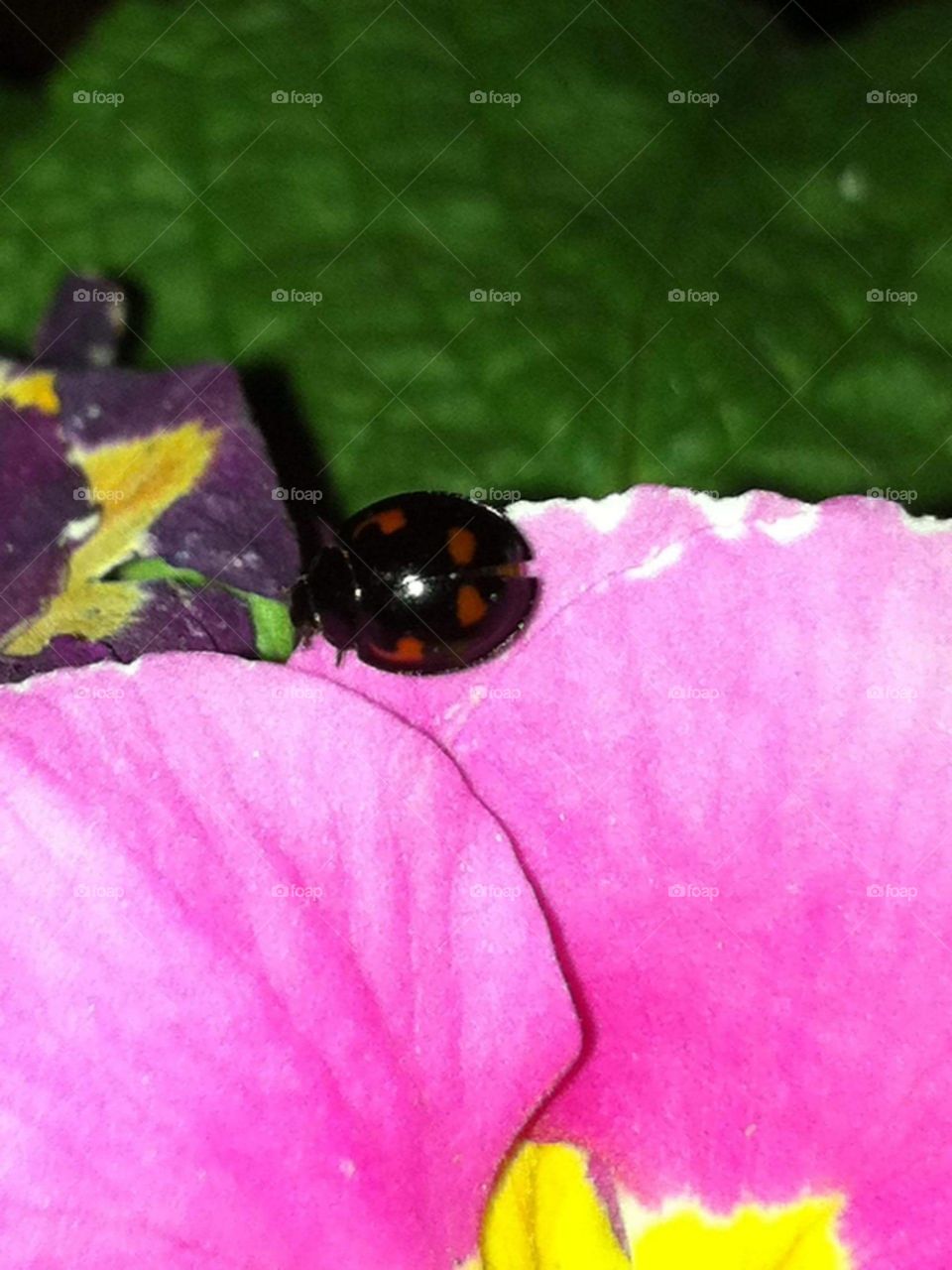 ladybug lounging