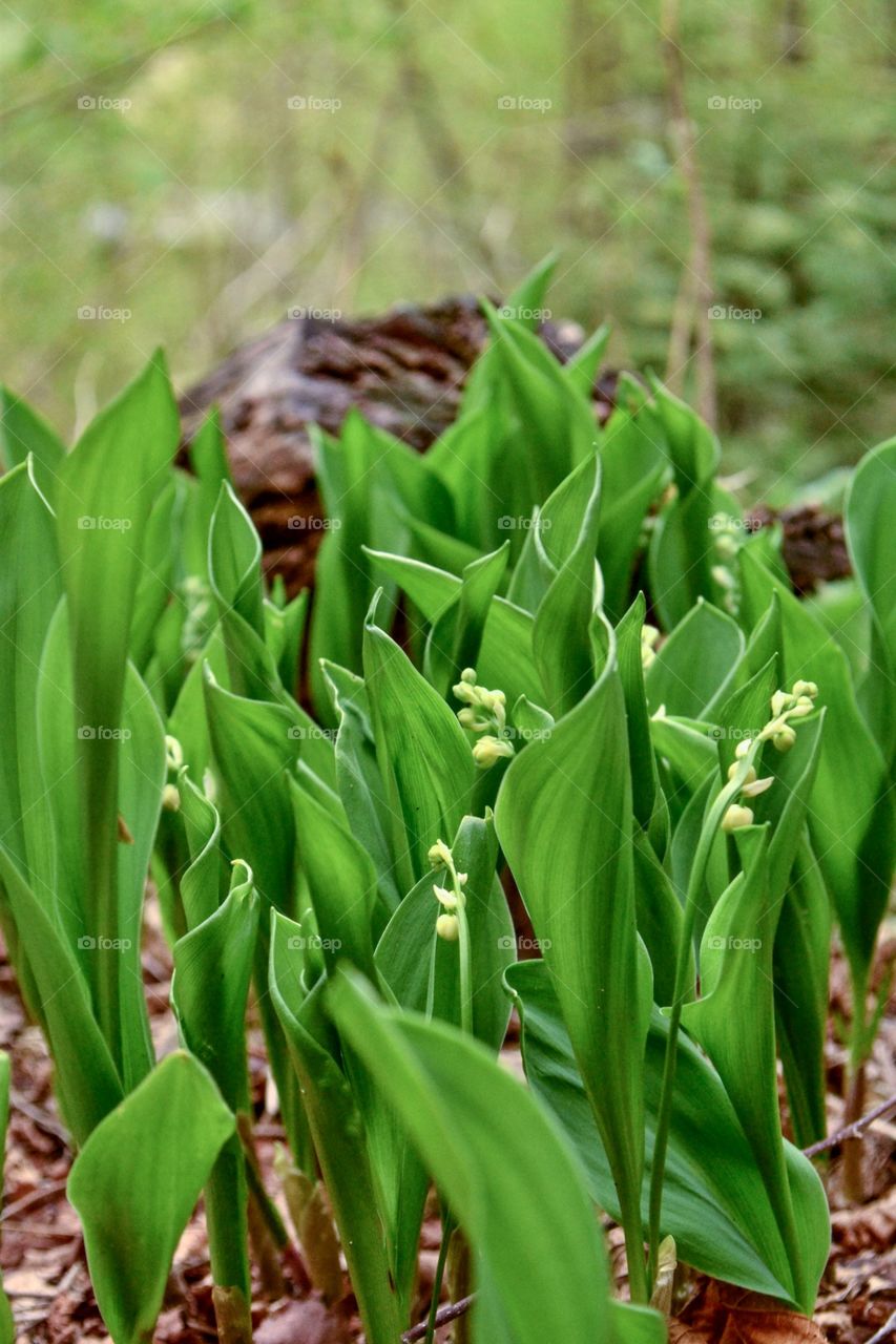 Convallaria majali - lily of the valley 
