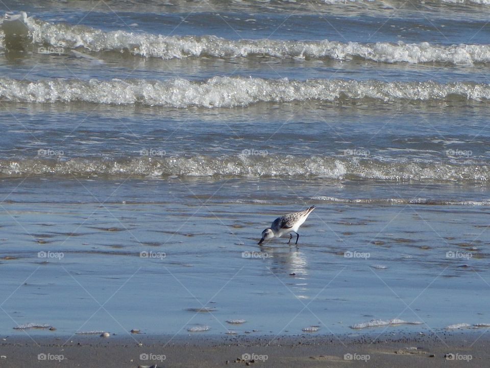 Beach Bird