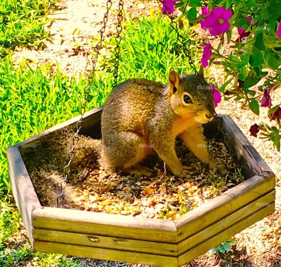 Brown squirrel in bird feeder looking startled 