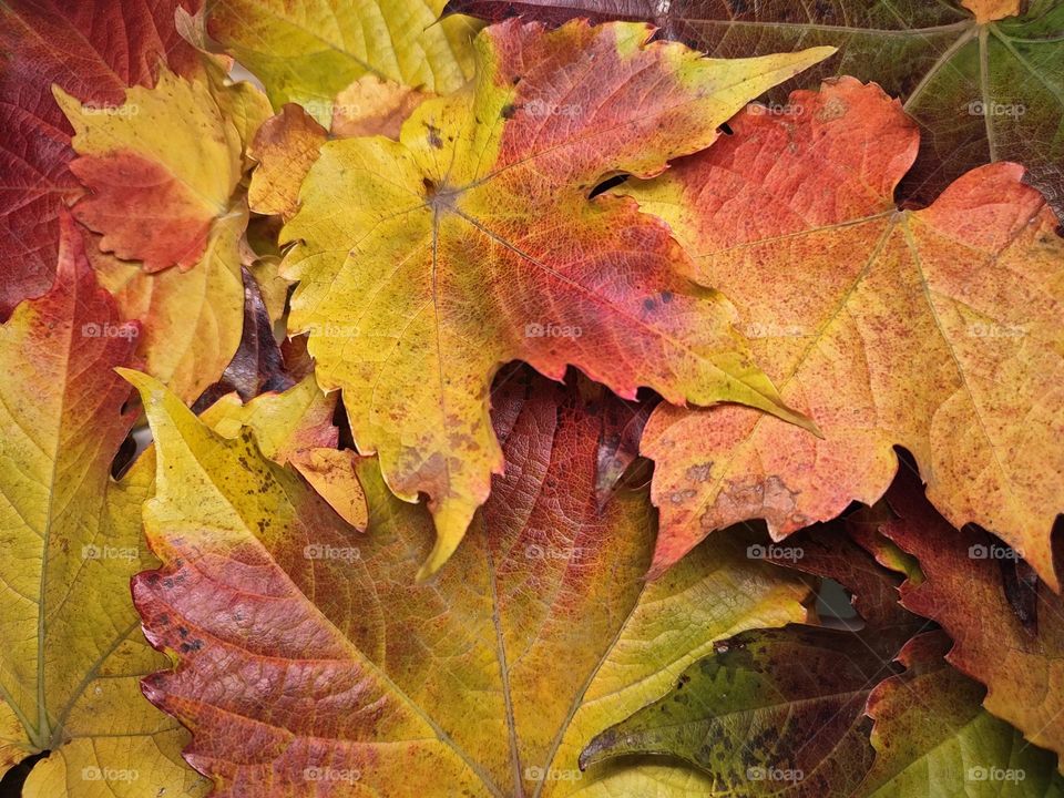 Photo of fallen leaves from trees in the garden